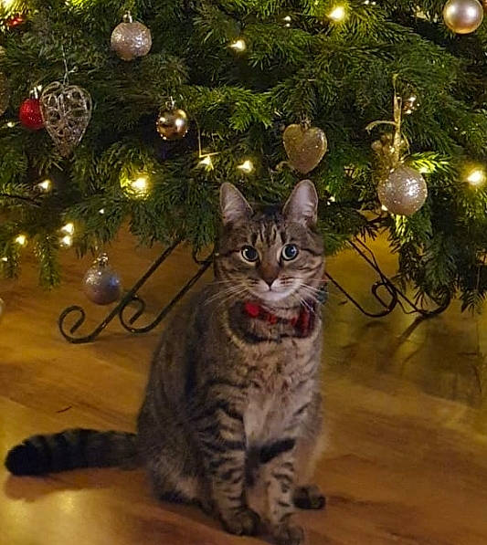 Fizz joined the competition — help win amazing prizes! branch, carnivore, cat, christmas, christmas_decoration, christmas_ornament, christmas_tree, event, evergreen, fawn, felidae, holiday, holiday_ornament, light, nature, ornament, plant, small_to_medium_sized_cats, tail, whiskers