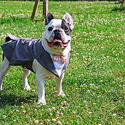 Lexo participe au concours pour gagner de l'argent avec cette photo : dog, french_bulldog, tuxedo, bow_tie, pet_clothing, grass, outdoor, greenery, sunny, happy, animal, cute, portrait, standing, mammal, canine, small_dog, fashion, playful, nature