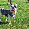 dog, french_bulldog, tuxedo, bow_tie, pet_clothing, grass, outdoor, greenery, sunny, happy, animal, cute, portrait, standing, mammal, canine, small_dog, fashion, playful, nature