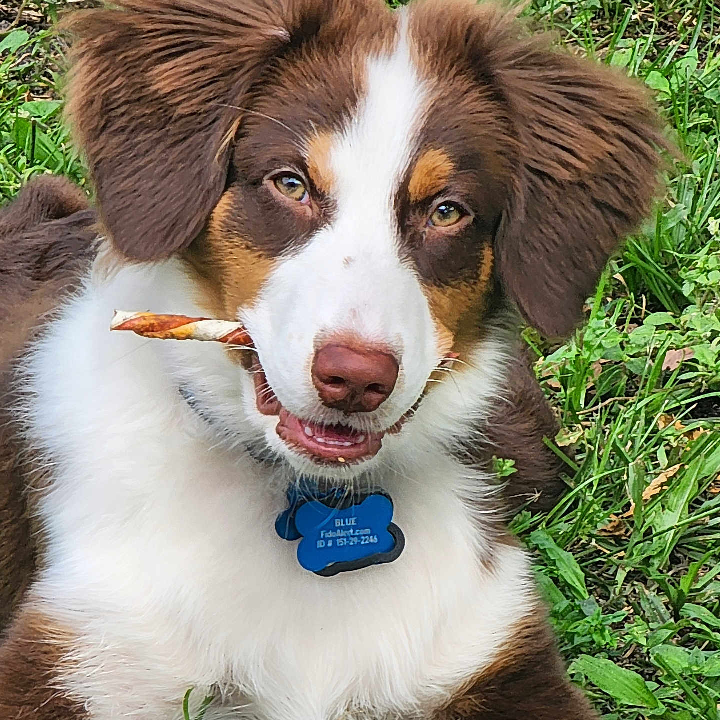Blue joined the competition — help win amazing prizes! accessories, animal, appenzeller, ball, bodypart, canine, collar, dog, grass, hound, husky, lawn, mouth, pet, plant, pointer, puppy, sport, tennis, tennisball
