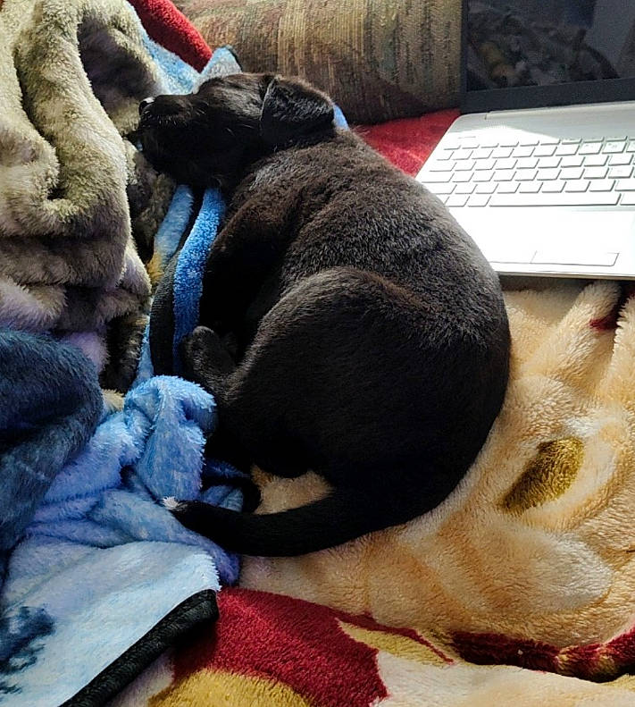 Diesal is registered to the contest to win money with this photo: carnivore, comfort, companion_dog, computer_component, computer_keyboard, dog_breed, electric_blue, fawn, felidae, fur, grey, input_device, linens, mammal, nap, office_equipment, peripheral, small_to_medium_sized_cats, sporting_group, tail