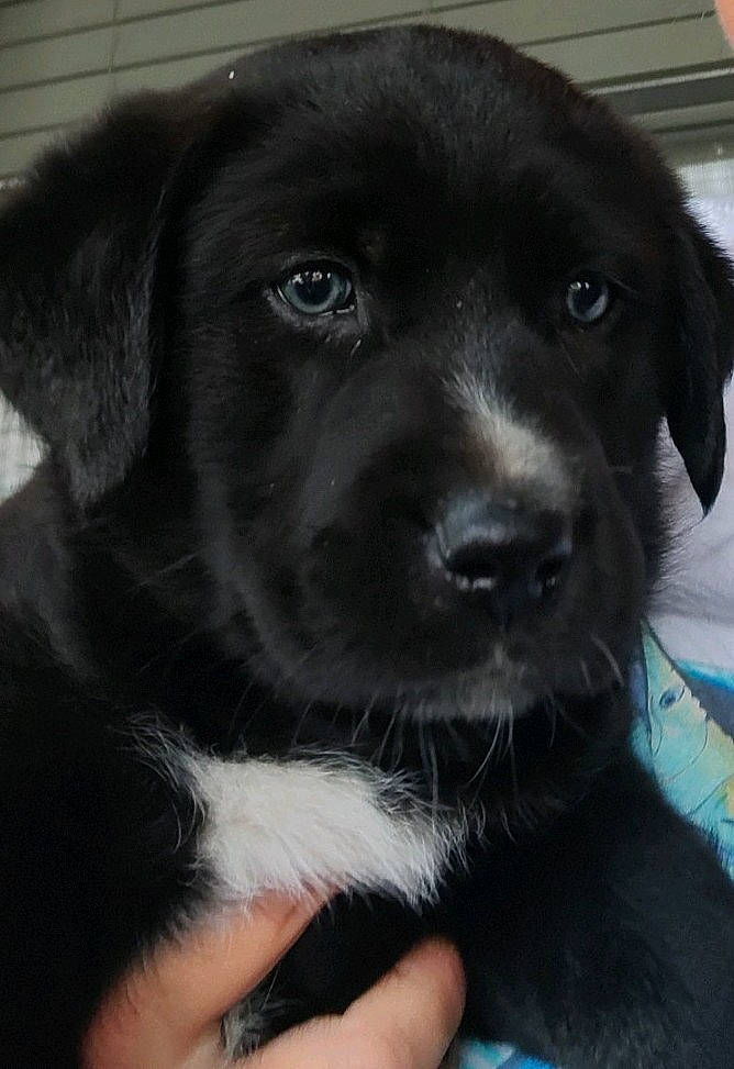 Diesal is registered to the contest to win money with this photo: blue, borador, border_collie, canidae, carnivore, collar, companion_dog, dog, dog_breed, dog_collar, fur, gun_dog, hunting_dog, liver, snout, sporting_group, whiskers, working_animal