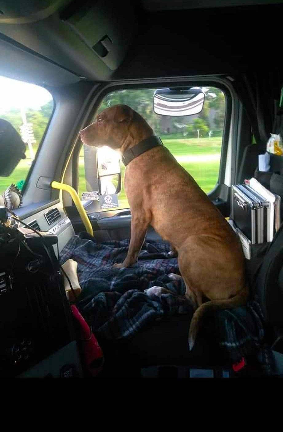 Dakota joined the competition — help win amazing prizes! auto_part, automotive_exterior, automotive_mirror, car, car_seat, car_seat_cover, carnivore, companion_dog, dog, dog_breed, family_car, fawn, head_restraint, mode_of_transport, motor_vehicle, seat_belt, snout, steering_wheel, vehicle_door, window