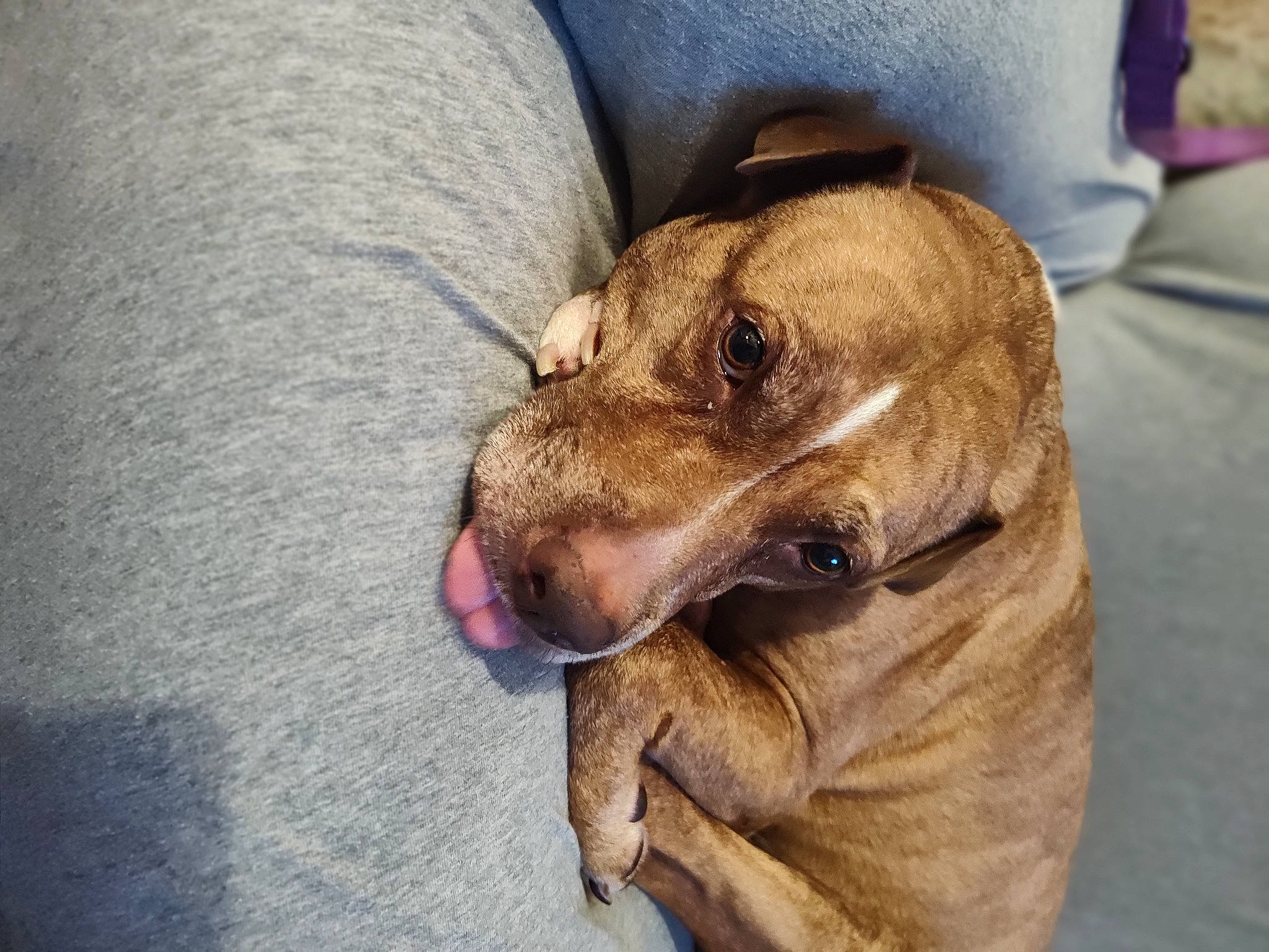 Dakota is registered to the contest to win money with this photo: canidae, carnivore, collar, comfort, companion_dog, dog, dog_breed, fawn, fur, liver, paw, retriever, snout, sporting_group, street_dog, terrestrial_animal, whiskers, wildlife, working_animal, wrinkle