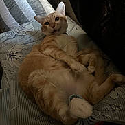 Boots is registered to the contest to win money with this photo: cat, orange_tabby, pet, lying_down, quilt, patterned_bedspread, indoor, cute, funny_expression, feline, whiskers, paws, relaxed, home, cozy, fur, mammal, animal, resting, playful