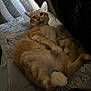 cat, orange_tabby, pet, lying_down, quilt, patterned_bedspread, indoor, cute, funny_expression, feline, whiskers, paws, relaxed, home, cozy, fur, mammal, animal, resting, playful