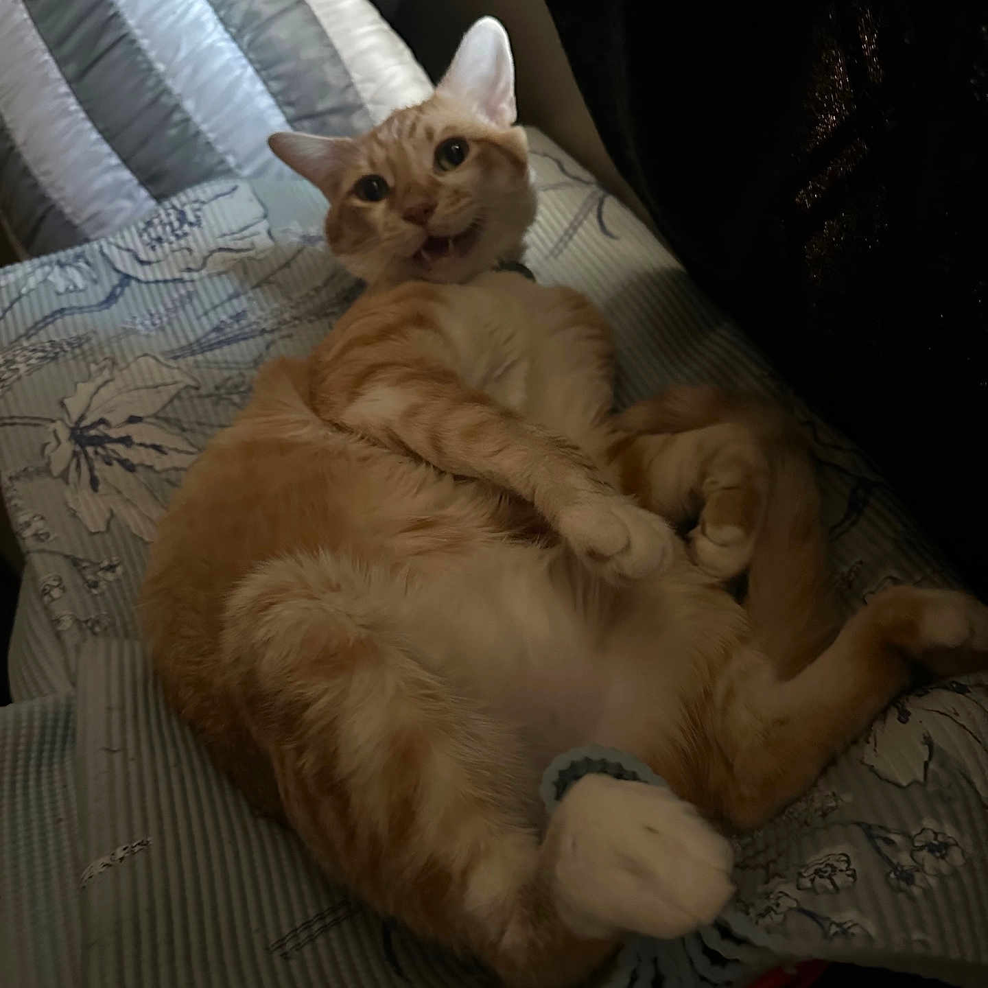 Boots is registered to the contest to win money with this photo: animal, cat, cozy, cute, feline, funny_expression, fur, home, indoor, lying_down, mammal, orange_tabby, patterned_bedspread, paws, pet, playful, quilt, relaxed, resting, whiskers