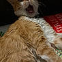 Boots joined the competition — help win amazing prizes! cat, orange_cat, white_fur, yawning, mouth_open, whiskers, fur, pet, animal, indoor, blanket, christmas, holiday, cute, feline, closeup, expression, domestic_cat, mammal, resting