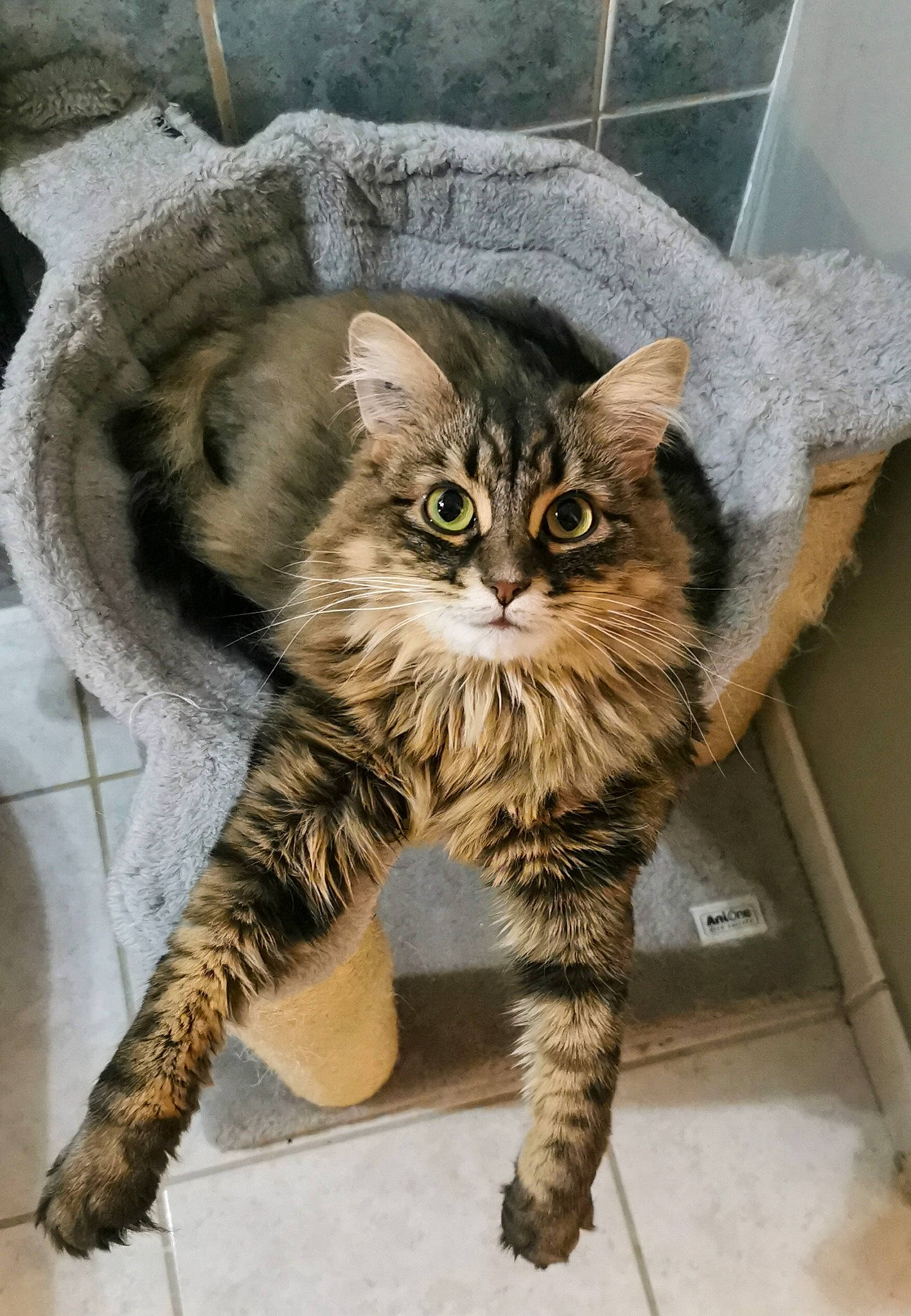 Mia participe au concours pour gagner de l&#x27;argent avec cette photo : carnivore, cat, claw, domestic_short_haired_cat, eye, fawn, felidae, fur, paw, sitting, small_to_medium_sized_cats, snout, tail, terrestrial_animal, whiskers, wildlife, window