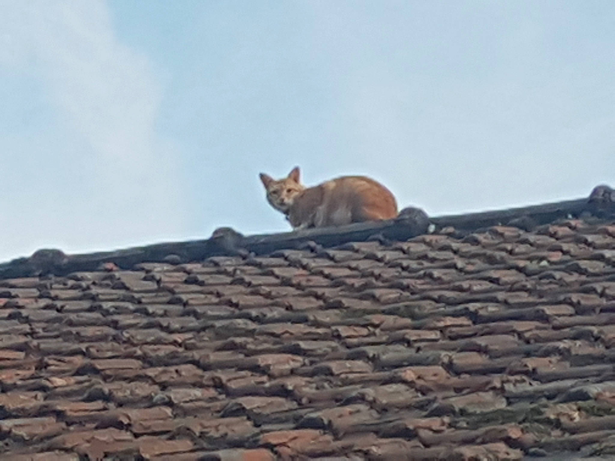 Lullitte participe au concours pour gagner de l'argent avec cette photo : brick, brown, calm, carnivore, cat, cobblestone, composite_material, daylighting, domestic_short_haired_cat, felidae, grey, outdoor_structure, roof, small_to_medium_sized_cats, snout, tail, terrestrial_animal, whiskers