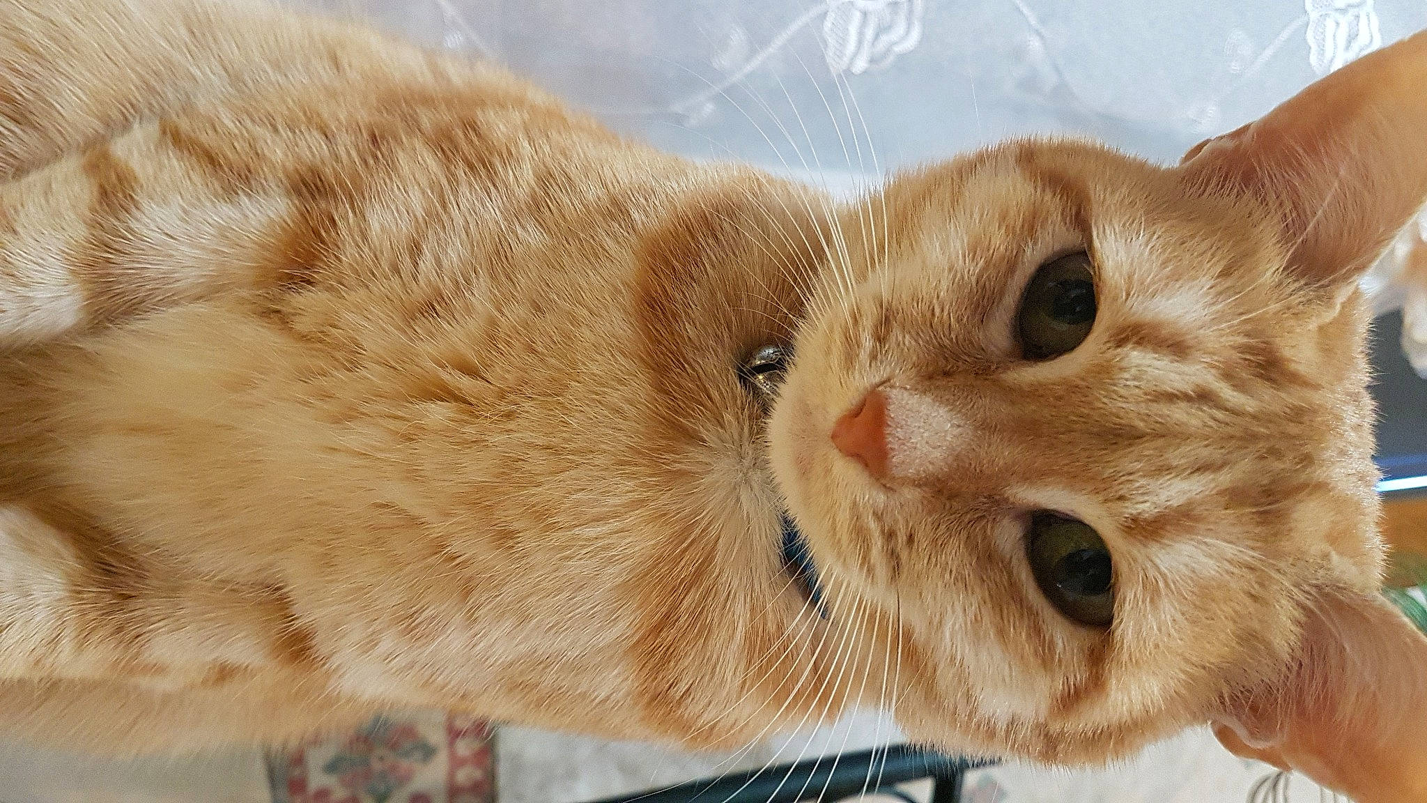 Lullitte a rejoint le concours — aidez-le/la à gagner de superbes lots ! beige, blond, carnivore, cat, collar, domestic_short_haired_cat, fawn, felidae, fur, iris, liver, organism, peach, skin, small_to_medium_sized_cats, snout, tabby_cat, terrestrial_animal, vertebrate, whiskers