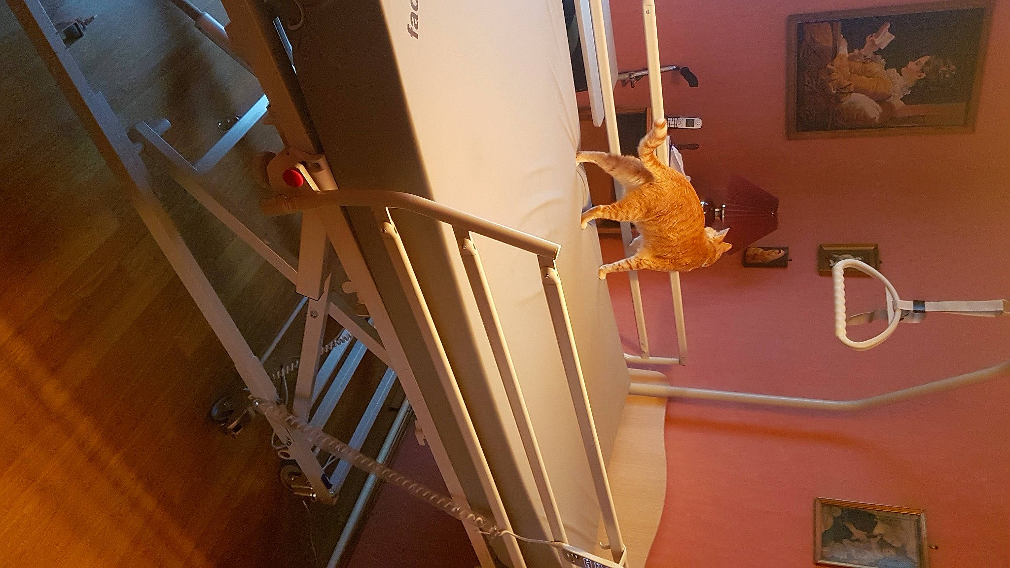 Lullitte participe au concours pour gagner de l'argent avec cette photo : floor, flooring, handrail, hardwood, horse, laminate_flooring, molding, picture_frame, plywood, varnish, wood, wood_flooring, wood_stain