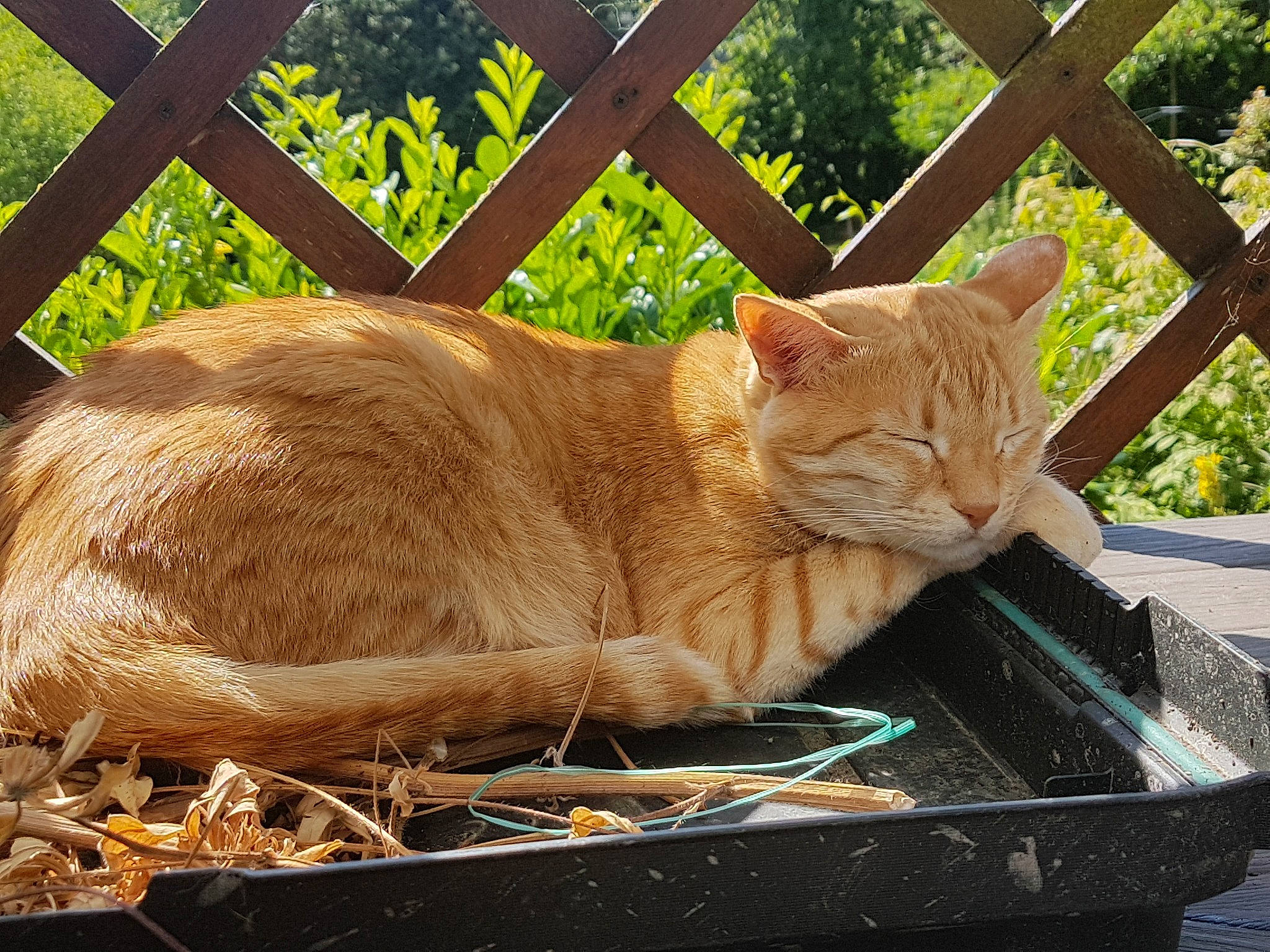 Lullitte a rejoint le concours — aidez-le/la à gagner de superbes lots ! asian, carnivore, cat, domestic_short_haired_cat, european_shorthair, fawn, felidae, grass, nap, small_to_medium_sized_cats, tabby_cat, tail, tree, whiskers