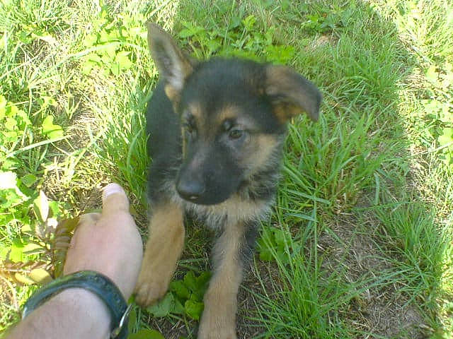 Dann participe au concours pour gagner de l'argent avec cette photo : black_and_tan_terrier, canidae, carnivore, dog, dog_breed, east_european_shepherd, german_shepherd_dog, grass, king_shepherd, mammal, old_german_shepherd_dog, puppy, rare_breed_dog, snout, vertebrate, working_dog