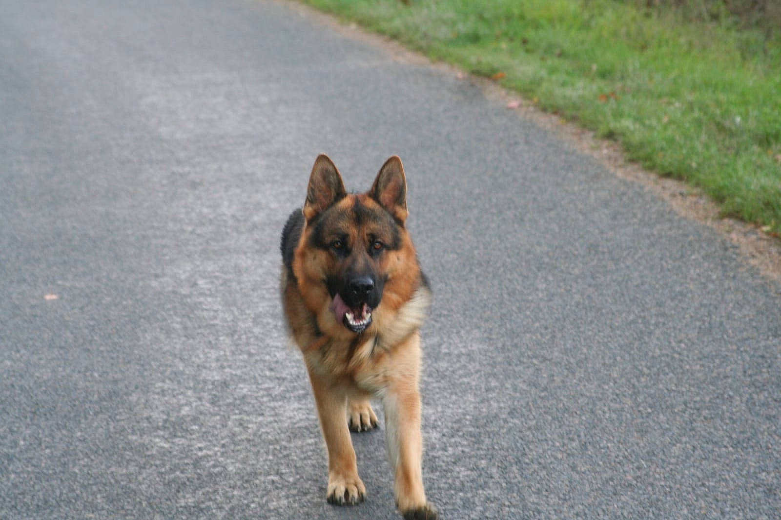 Dann a rejoint le concours — aidez-le/la à gagner de superbes lots ! belgian_shepherd, belgian_shepherd_malinois, canidae, carnivore, dog, dog_breed, east_european_shepherd, fawn, german_shepherd_dog, king_shepherd, kunming_wolfdog, mammal, old_german_shepherd_dog, police_dog, shiloh_shepherd_dog, snout, tervuren, vertebrate, wolfdog, working_dog