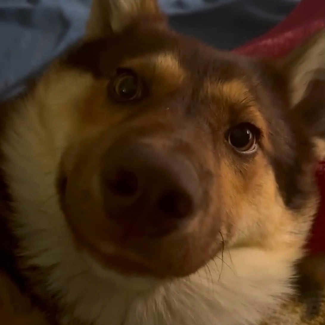 Candy joined the competition — help win amazing prizes! dog, canine, pet, fluffy, long_hair, brown_fur, white_fur, pointed_ears, large_nose, close_up, portrait, curious, alert, looking_at_camera, indoor, bed, blanket, cozy, warm_lighting, funny