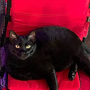 Astrid joined the competition — help win amazing prizes! black_cat, cat, pet, animal, feline, indoor, red_chair, cushion, fur, whiskers, eyes, relaxing, resting, comfort, seat, domestic_animal, mammal, cute, looking, closeup