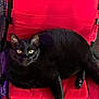 black_cat, cat, pet, animal, feline, indoor, red_chair, cushion, fur, whiskers, eyes, relaxing, resting, comfort, seat, domestic_animal, mammal, cute, looking, closeup