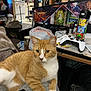 cat, ginger_cat, white_cat, indoor, living_room, kitchen, table, game_controller, thermos, clutter, person, lap, furniture, electronics, relaxing, pet, nap, home, cozy, casual