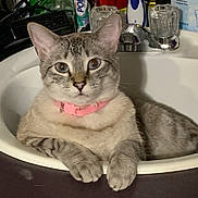 Caspian is registered to the contest to win money with this photo: cat, tabby_cat, pink_collar, sink, bathroom, relaxed, pet, animal, domestic_cat, feline, curious, paw, fur, whiskers, indoor, household, faucet, toiletries, closeup, cute