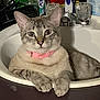 cat, tabby_cat, pink_collar, sink, bathroom, relaxed, pet, animal, domestic_cat, feline, curious, paw, fur, whiskers, indoor, household, faucet, toiletries, closeup, cute