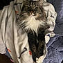 animal, blanket, cat, comfort, cozy, cute, domestic, fluffy, fur, indoor, mammal, paws, pet, quilt, relaxed, resting, sleepy, soft, tabby, whiskers