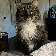 Tiger Lily joined the competition — help win amazing prizes! animal, bed, blanket, cat, cozy, curious, cute, domestic, feline, fluffy, fur, household, indoor, long_hair, pet, portrait, relaxed, tabby, whiskers, white_chest