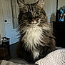 animal, bed, blanket, cat, cozy, curious, cute, domestic, feline, fluffy, fur, household, indoor, long_hair, pet, portrait, relaxed, tabby, whiskers, white_chest