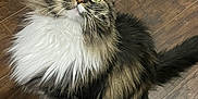 Tiger Lily is registered to the contest to win money with this photo: animal, cat, curious, cute, domestic_animal, feline, fluffy, fur, green_eyes, indoor, long_hair, looking_up, paws, pet, sitting, tabby, tail, whiskers, white_chest, wooden_floor