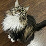 animal, cat, curious, cute, domestic_animal, feline, fluffy, fur, green_eyes, indoor, long_hair, looking_up, paws, pet, sitting, tabby, tail, whiskers, white_chest, wooden_floor