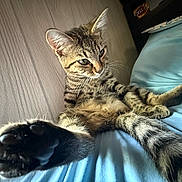 Ollie joined the competition — help win amazing prizes! animal, bed, blue_bedspread, cat, claws, closeup, cute, feline, fur, indoor, paw, pet, playful, relaxed, resting, stretching, tabby, whiskers, wooden_wall, young_cat