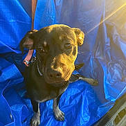 Luna a rejoint le concours — aidez-le/la à gagner de superbes lots ! dog, puppy, blue_tarp, leash, sunlight, outdoor, pet, animal, brown_fur, ears, eyes, snout, sitting, looking_up, collar, shadow, texture, warm_light, cute, companion