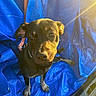 dog, puppy, blue_tarp, leash, sunlight, outdoor, pet, animal, brown_fur, ears, eyes, snout, sitting, looking_up, collar, shadow, texture, warm_light, cute, companion
