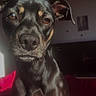 Luna participe au concours pour gagner de l'argent avec cette photo : dog, black_dog, pet, animal, indoor, portrait, close_up, sunlight, red_blanket, canine, ears, nose, fur, brown_eyes, sitting, looking_at_camera, shadow, domestic_animal, companion, house