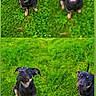 Luna participe au concours pour gagner de l'argent avec cette photo : dog, black_dog, grass, outdoor, pet, animal, happy, cute, collage, four_photos, greenery, canine, playful, portrait, looking_up, sitting, nature, fur, ears, expression