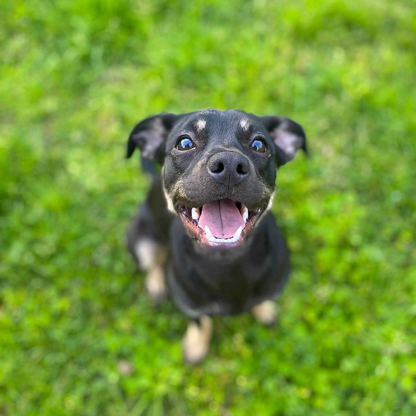 Luna participe au concours pour gagner de l'argent avec cette photo : dog, black_dog, happy, smiling, grass, outdoor, pet, animal, canine, nature, playful, cute, tongue_out, ears, fur, close_up, portrait, looking_up, daylight, greenery