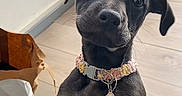 Luna participe au concours pour gagner de l'argent avec cette photo : puppy, dog, black_and_tan, collar, heart_tag, indoor, curious, pet, floor, furniture, box, bag, wooden_floor, looking_up, young_dog, ears, whiskers, domestic_animal, playing, close_up