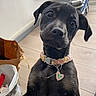 puppy, dog, black_and_tan, collar, heart_tag, indoor, curious, pet, floor, furniture, box, bag, wooden_floor, looking_up, young_dog, ears, whiskers, domestic_animal, playing, close_up