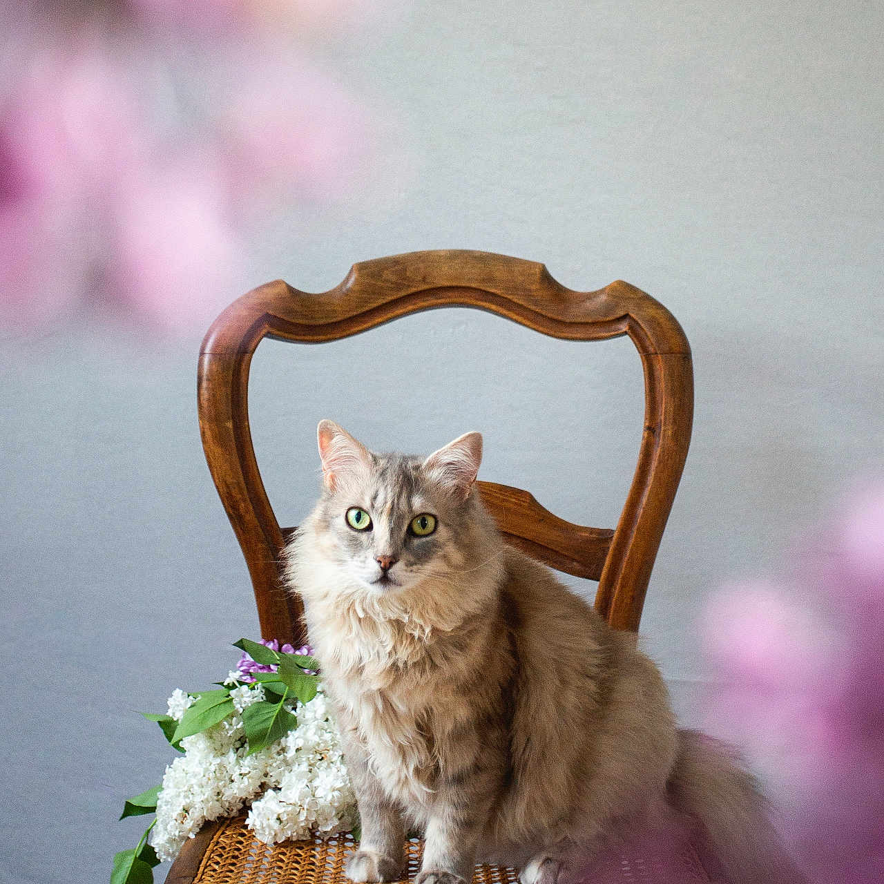 Passie participe au concours pour gagner de l'argent avec cette photo : cat, chair, wooden_chair, flower, flowers, fluffy_cat, pet, indoor, vintage, green_eyes, sitting, furniture, plant, decor, portrait, cute, domestic_cat, feline, nature, still_life