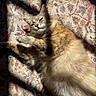 Passie participe au concours pour gagner de l'argent avec cette photo : cat, fluffy, sunlight, shadow, rug, patterned_rug, relaxing, sleepy, pet, indoor, feline, cozy, nap, fur, whiskers, ears, cute, domestic_animal, animal, resting