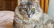 Passie a rejoint le concours — aidez-le/la à gagner de superbes lots ! cat, fluffy, gray, bed, bedspread, indoor, curtains, wooden_headboard, feline, pet, resting, green_eyes, portrait, cozy, soft_light, domestic_animal, animal, fur, relaxed, closeup