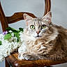 cat, green_eyes, fluffy_fur, wooden_chair, flowers, white_blooms, pet, animal, indoor, portrait, feline, relaxed, close_up, sitting, cute, domestic_cat, natural_light, household, fur_texture, still_life