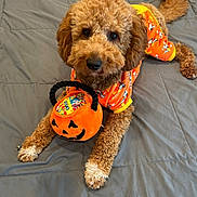 Copper is registered to the contest to win money with this photo: dog, bed, orange_clothing, plush_toy, pumpkin, halloween, candy, pet, cute, brown_fur, quilted_bedspread, lying_down, toy_basket, indoor, curly_fur, paws, costume, festive, animal, pet_clothing