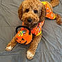 dog, bed, orange_clothing, plush_toy, pumpkin, halloween, candy, pet, cute, brown_fur, quilted_bedspread, lying_down, toy_basket, indoor, curly_fur, paws, costume, festive, animal, pet_clothing
