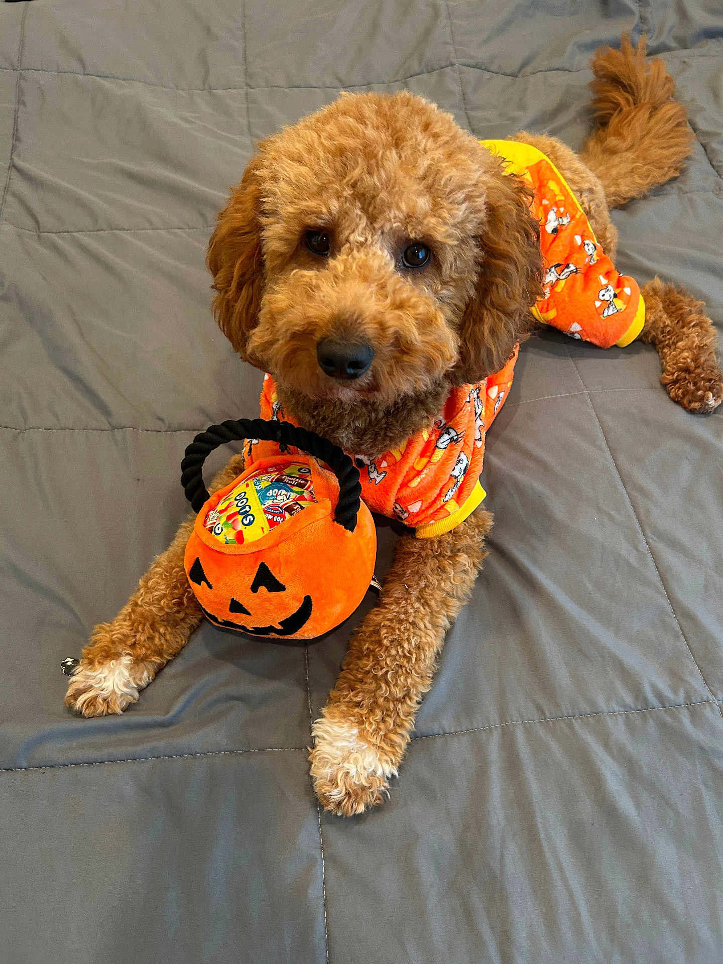 Copper is registered to the contest to win money with this photo: dog, bed, orange_clothing, plush_toy, pumpkin, halloween, candy, pet, cute, brown_fur, quilted_bedspread, lying_down, toy_basket, indoor, curly_fur, paws, costume, festive, animal, pet_clothing