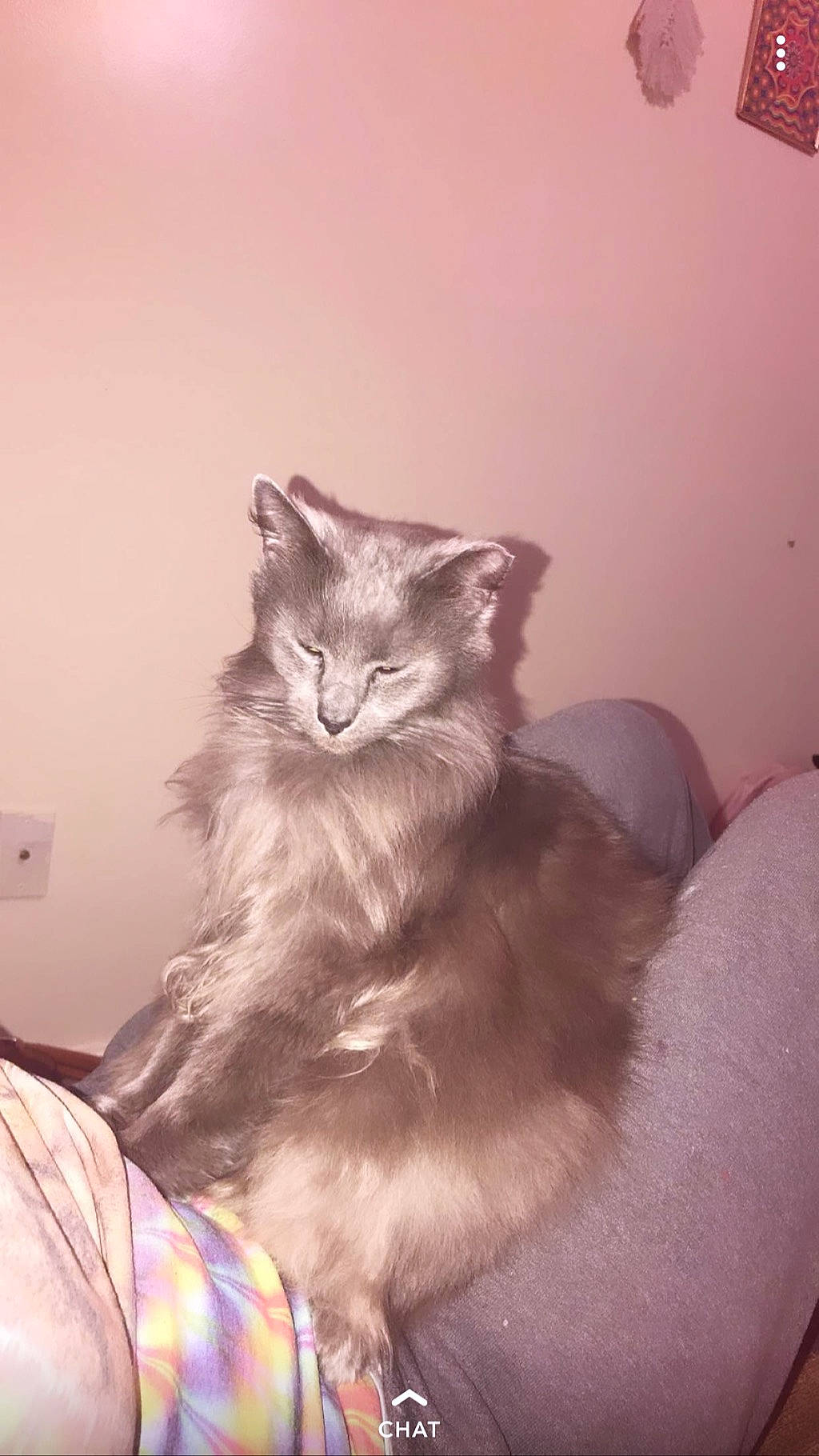 Runt is registered to the contest to win money with this photo: american_curl, asian_semi_longhair, british_longhair, british_semi_longhair, carnivore, cat, domestic_long_haired_cat, felidae, fur, kitten, maine_coon, mammal, nebelung, norwegian_forest_cat, persian, ragamuffin, siberian, small_to_medium_sized_cats, whiskers