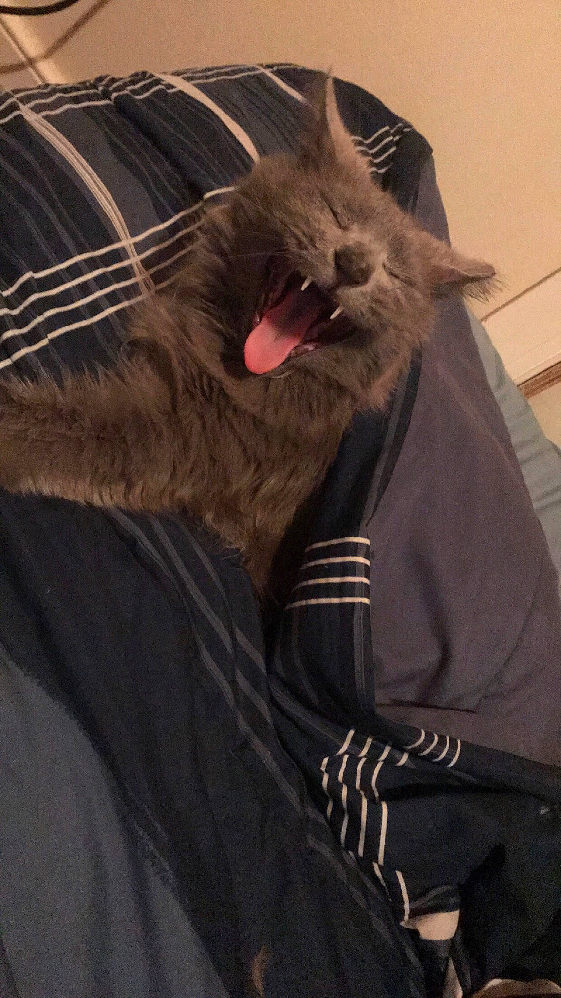 Runt joined the competition — help win amazing prizes! cat, felidae, fur, snout, whiskers