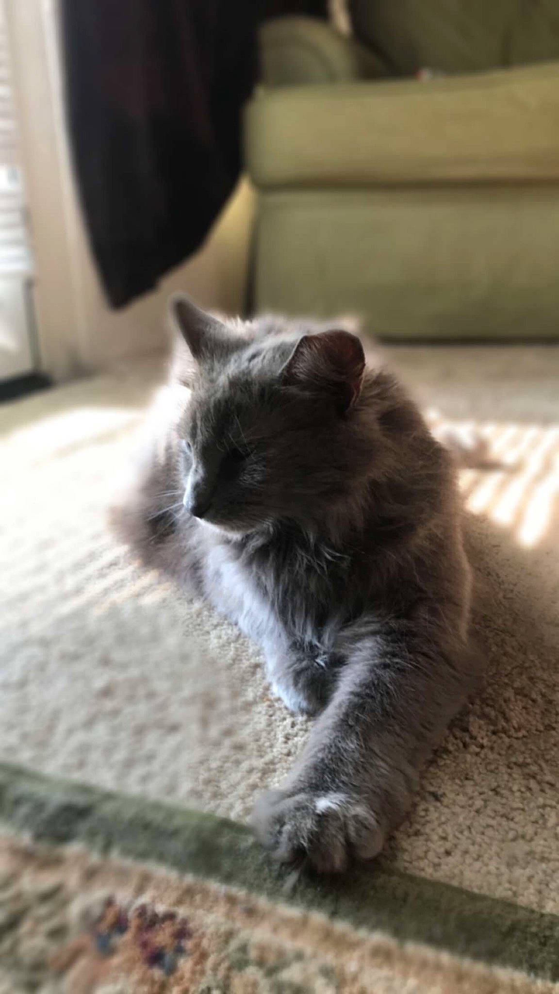 Runt is registered to the contest to win money with this photo: british_longhair, british_semi_longhair, british_shorthair, carnivore, cat, domestic_long_haired_cat, fawn, felidae, fur, kitten, mammal, nebelung, norwegian_forest_cat, ragamuffin, ragdoll, small_to_medium_sized_cats, whiskers