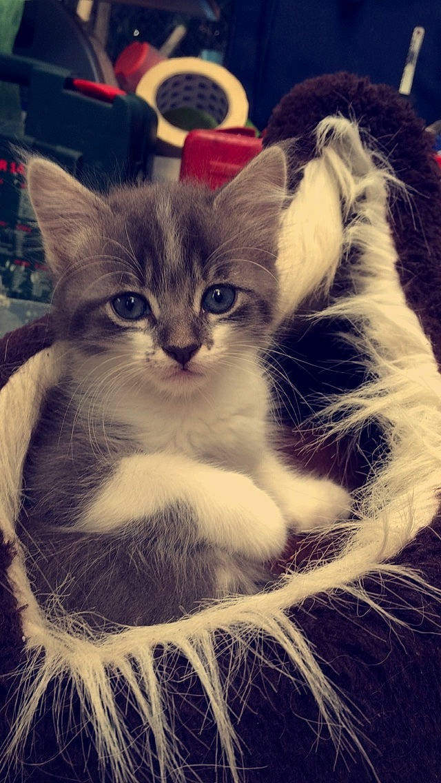 Mô a rejoint le concours — aidez-le/la à gagner de superbes lots ! art, carnivore, cat, claw, domestic_short_haired_cat, felidae, fur, grass, happy, monochrome, monochrome_photography, paw, plant, sitting, small_to_medium_sized_cats, snout, tail, tree, whiskers, window