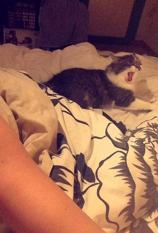 Mô participe au concours pour gagner de l'argent avec cette photo : bed, bed_sheet, bedding, bedroom, carnivore, cat, cloud, comfort, companion_dog, felidae, fur, human_leg, linens, sleeve, small_to_medium_sized_cats, t_shirt, tail, textile, tints_and_shades, whiskers